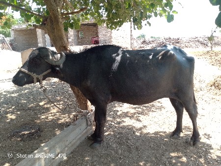 આ ખળેલી વેચવાની છે