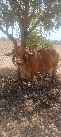 ગીર ગાય વેચવાની છે