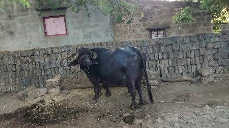 ભેંસ વેચવાની છે