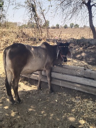 બળદ વેચવાના છે