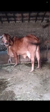 સાટા માં ભેંશ લેવા ની સે