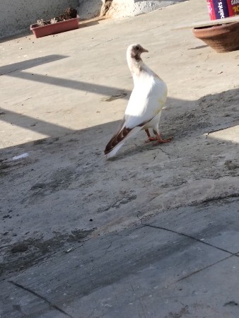 જામનગર માં જોવા મળે