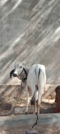 લીલડી વાસળી વેચવાની છે