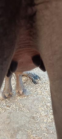 પેલું વેતર  ખડેલી