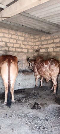 4 ધર ને સે