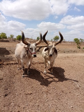 બળદ વેચવાના છે