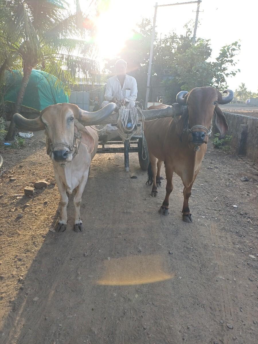 બળદ વેચવાના