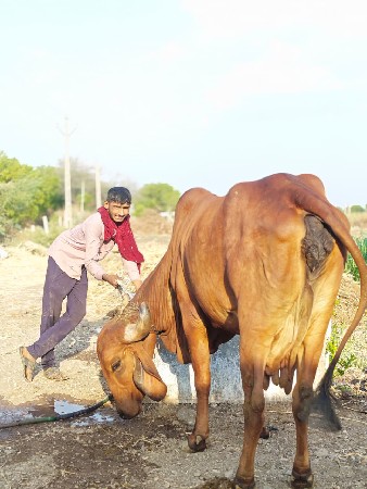 ગીર ગાય વેચવાની છે.