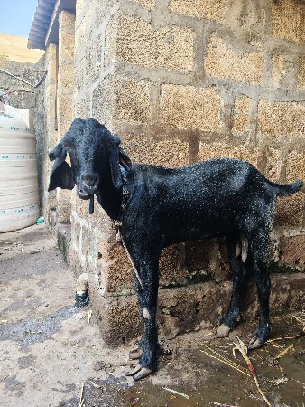 આ બકરી વેચવા ની છે