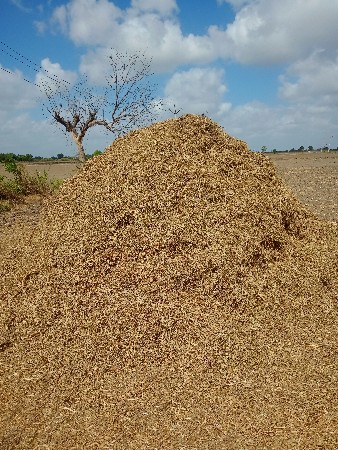 માંડવી નૉ ચારૉ