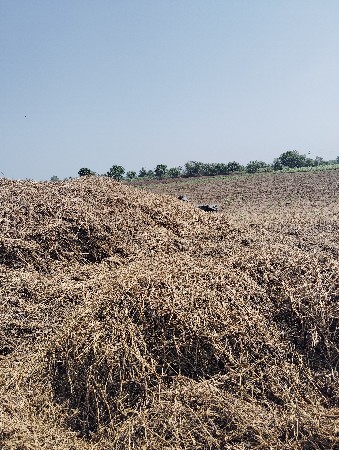 મગનુ મોગોટુ  વેચવાનુ છે