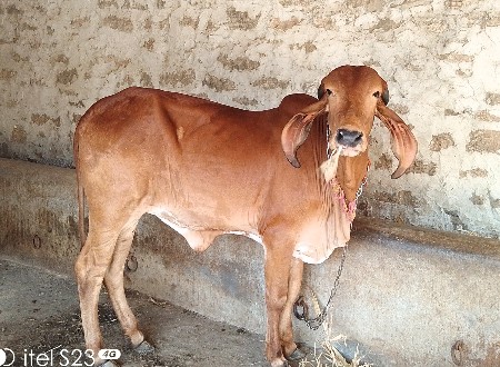 2 વાછરડી વેચવાની છે