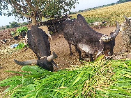 બળદ વેચવાના છે