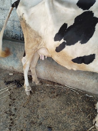ગાય