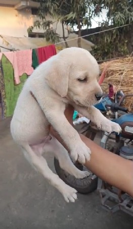 lebra dog