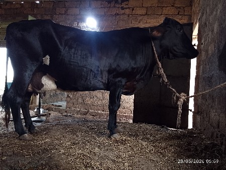 ગીર ક્રોસ ગાય વેસવાની છે
