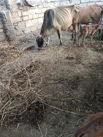 આ ગાય વેચવાની છે