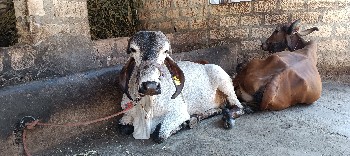 lildi hodki..karan bull ni se
