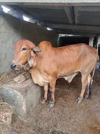 વૅશવાના. છૅ