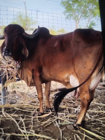 ગાય વેચવાની છે
