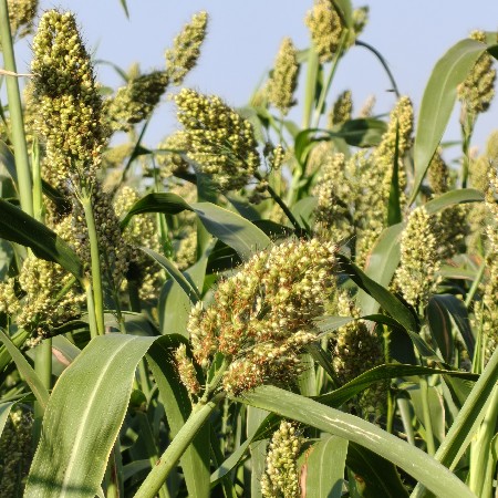 કાસીયો જુવાર વેચવાની છે.
