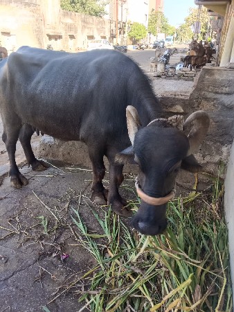 ભેંસ વેચવાની છે