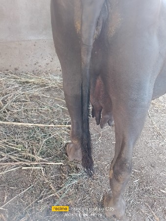ભેંશ વેચવાની છે