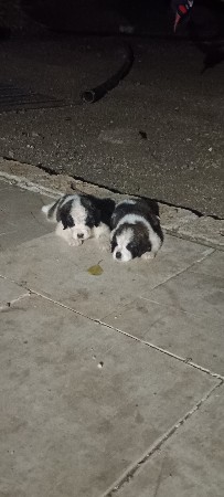 ચેનબનર ફીમેલ