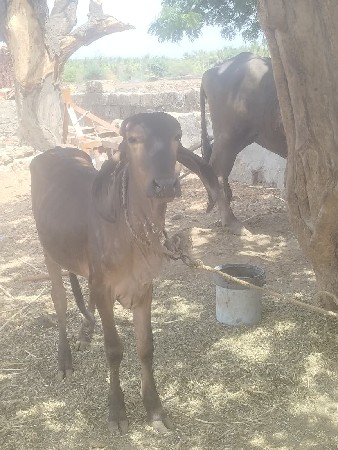 વાસડી વેસવા ની છે 14 મહિના ની