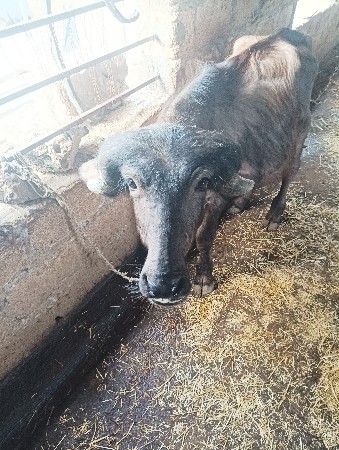 પાડો વેચવાનો છે
