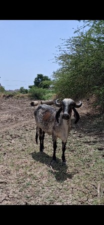 વેચવાની