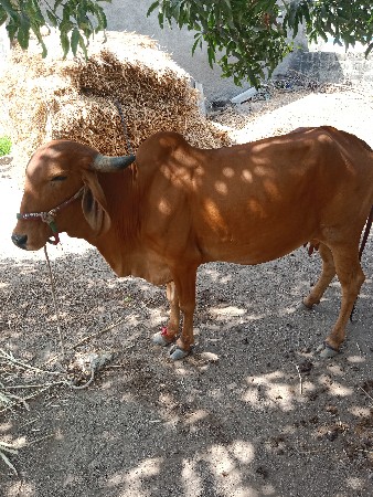 ગાય  ને હોઙકી  વેચવાની