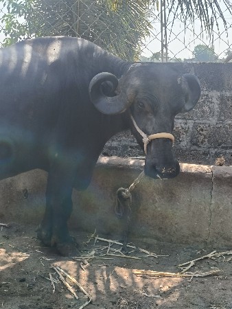 ભેંશ વેચવાની છે