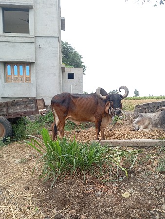 બળદ