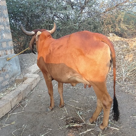 આ ગાય વેચવા ની છે