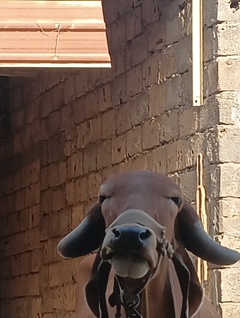 હોળકી વેચવાની છે