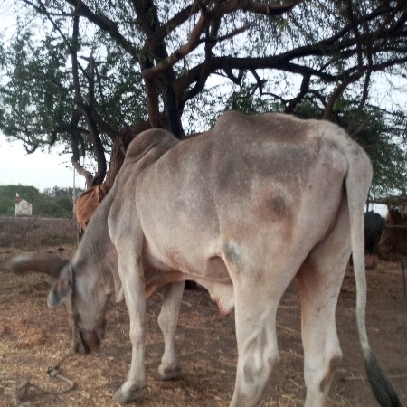 બળદ વેસવાનાસે