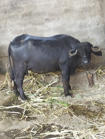ભેંસ વેસવાની છે