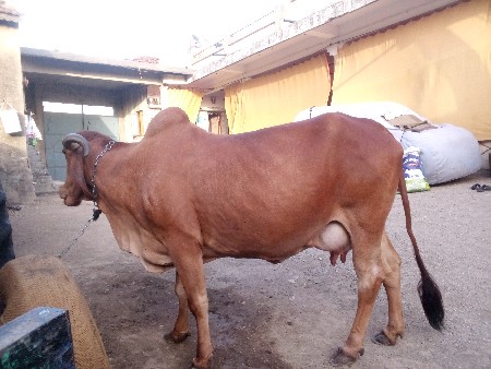 ગાય વેચવાની છે