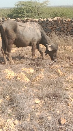 બે ખડેલા વેચવાના છે