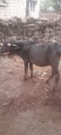 વેચવાની છે