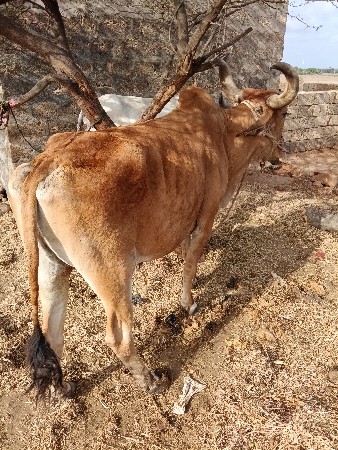 દ્વારકા જિલ્લો