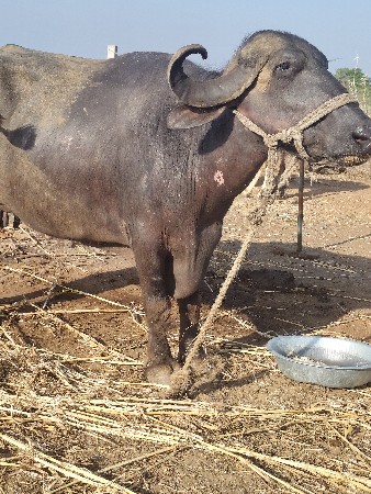 ભેંસ વેચવાની છે