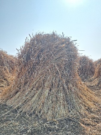 મીથી નિરણ