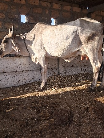 લેવી હોય ઈજ ફોન કરે