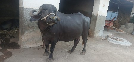 વેચવાની છે