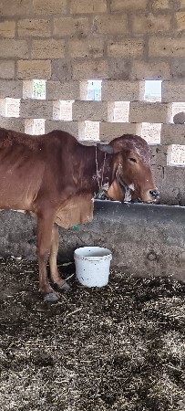 વાછડી વેચવાની છે