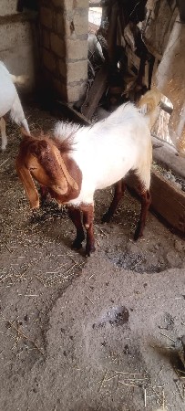 બકરો વેચવાનો છે