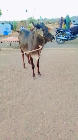 વેચવાની છે કાંકરેજ છે