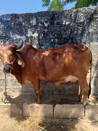 પેલું વેતર વ્યાશે